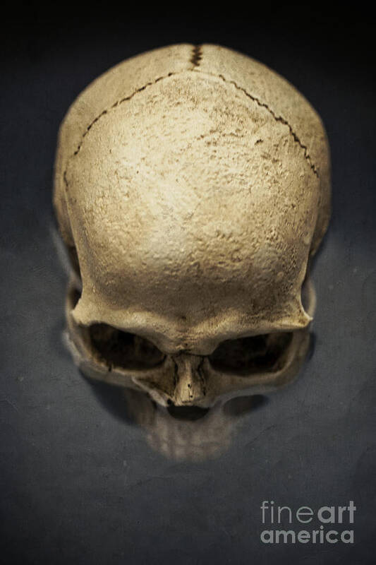 Skull Art Print featuring the photograph Skull #1 by Edward Fielding