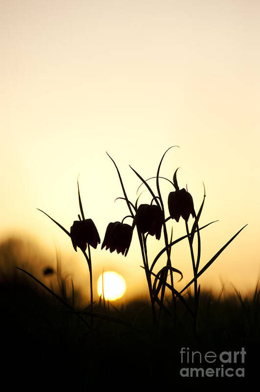 Fritillaria Meleagris Art Print featuring the photograph Snakes head fritillary flowers at sunset by Tim Gainey