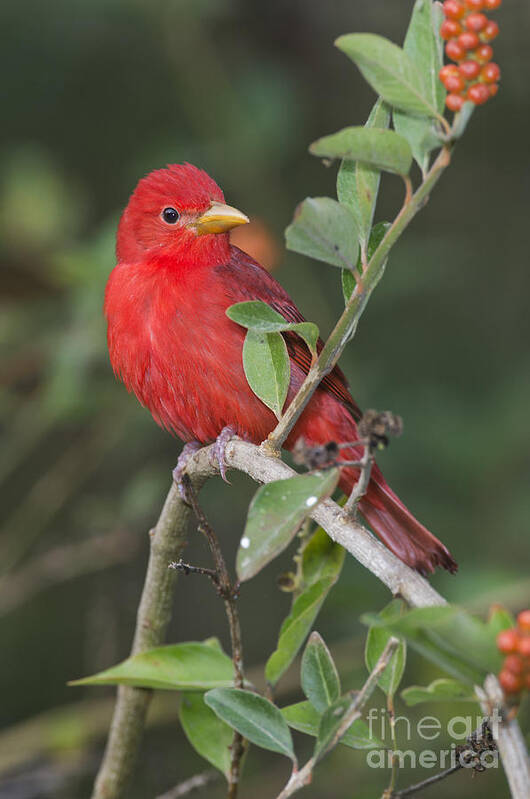 Summer Tanager Art Print featuring the photograph Summer Tanager by Anthony Mercieca