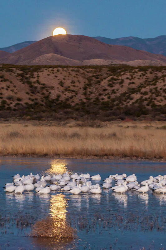 Animal Art Print featuring the photograph USA, New Mexico, Bosque Del Apache #2 by Jaynes Gallery