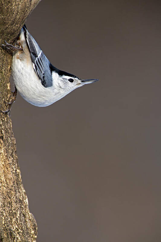 .bird Art Print featuring the photograph White-breasted Nuthatch #2 by Gerald Marella