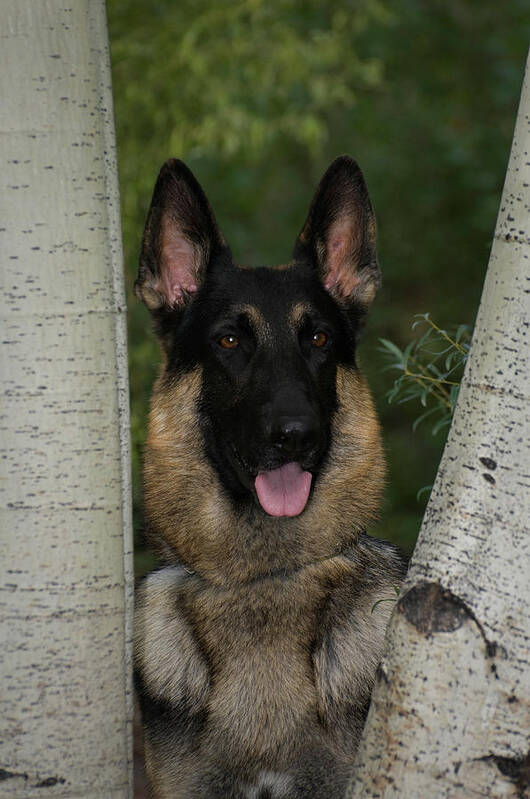 Photography Art Print featuring the photograph 2010s German Shepherd Dog Looking by Animal Images