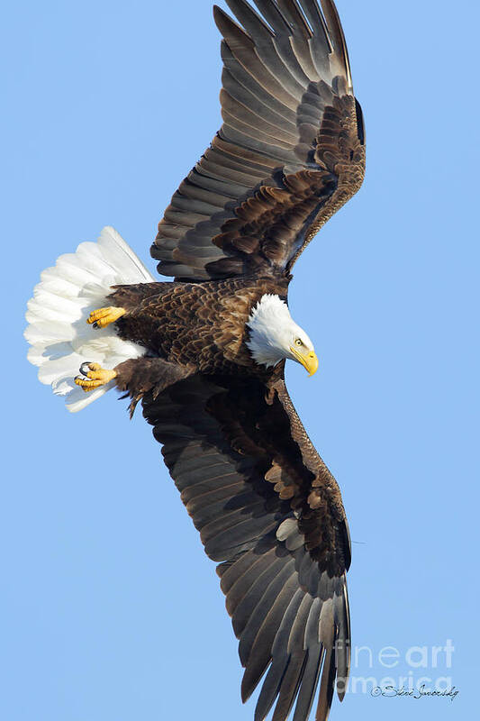 Bald Eagles Art Print featuring the photograph Bald Eagle #248 by Steve Javorsky