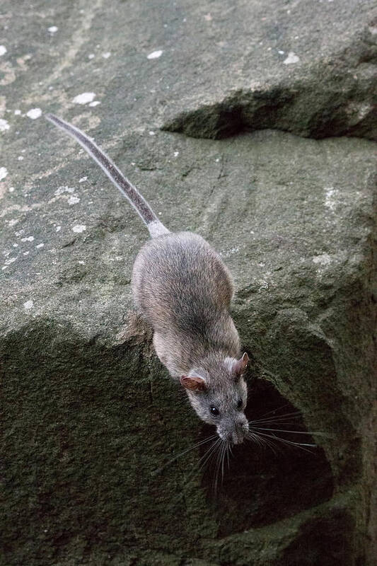 Allegheny Woodrat Art Print featuring the photograph Allegheny Woodrat Neotoma Magister by David Kenny