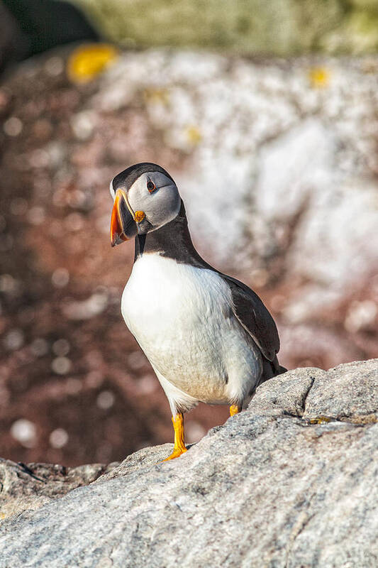 Atlantic Puffin Art Print featuring the photograph Atlantic Puffin #3 by Perla Copernik