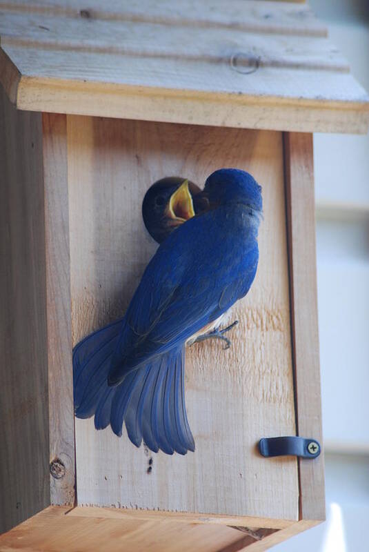 Bird Art Print featuring the photograph Bluebird of Happiness #3 by Kenny Glover