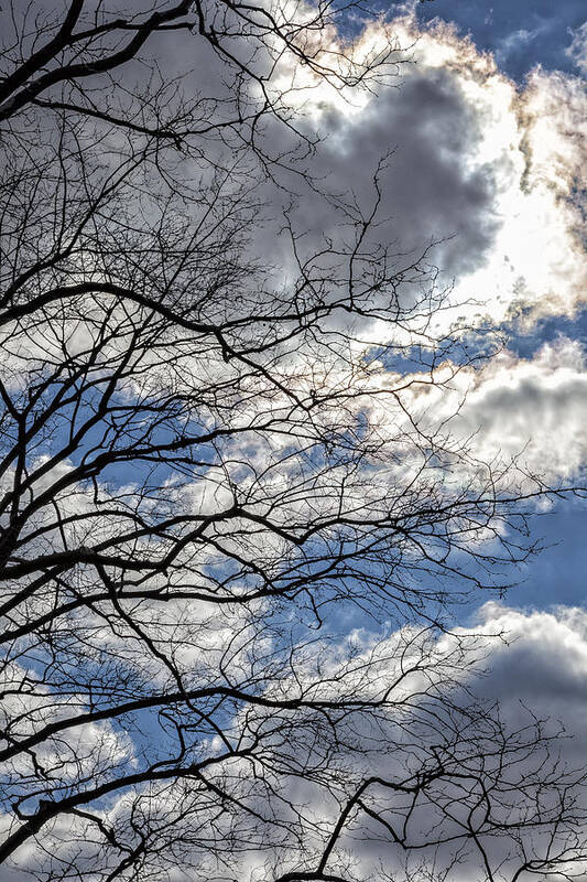 Branches And Clouds Art Print featuring the photograph Branches and Clouds #3 by Robert Ullmann