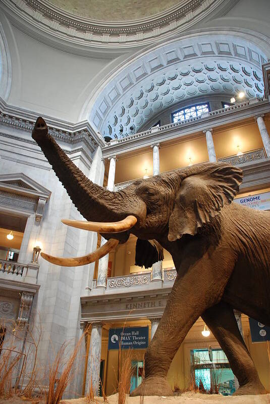 Bull Elephant Art Print featuring the photograph Bull Elephant in Natural History Rotunda by Kenny Glover