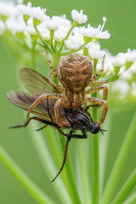 Arachnid Art Print featuring the photograph Crab Spider #3 by Heath Mcdonald