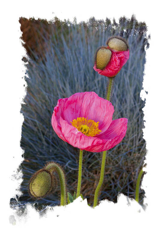 Flower Art Print featuring the photograph 3 faces of Poppy by Judy Deist