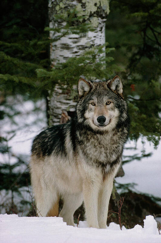 Grey Wolf Art Print featuring the photograph Grey Wolf #3 by William Ervin/science Photo Library