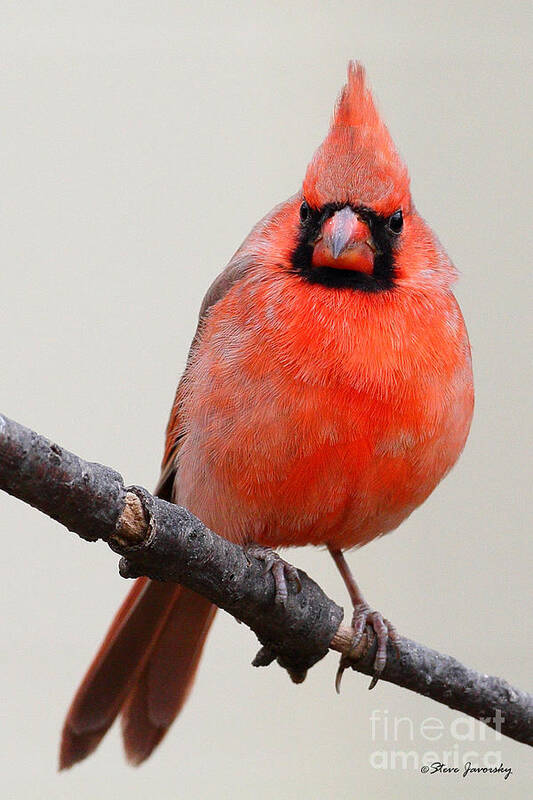 Male Cardinal Art Print featuring the photograph Northern Cardinal #3 by Steve Javorsky