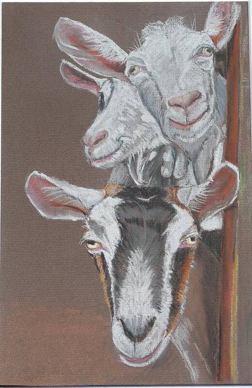 Goats Art Print featuring the pastel 3 Nosey Goats by Teresa Smith