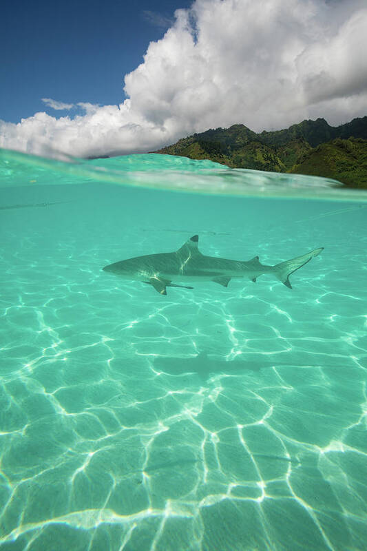 Photography Art Print featuring the photograph Over Under, Half Water Half Land, Shark #3 by Panoramic Images