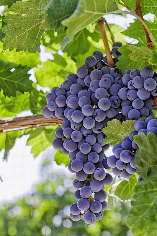 Colorado Art Print featuring the photograph Red Wine Grapes #3 by Teri Virbickis