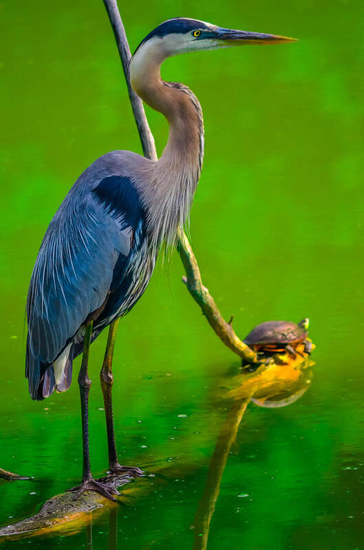 Alert Art Print featuring the photograph Great Blue Heron #301 by Brian Stevens