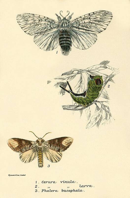 Insect Art Print featuring the painting Butterflies by English School