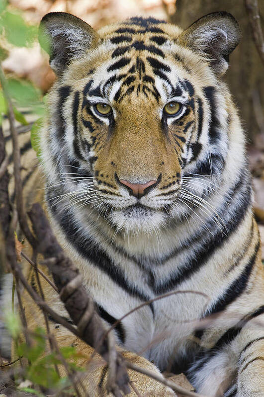 Photography Art Print featuring the photograph Bengal Tiger Panthera Tigris Tigris #4 by Animal Images