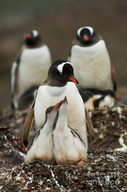 Penguin Art Print featuring the photograph Gentoo Penguin With Young #4 by John Shaw