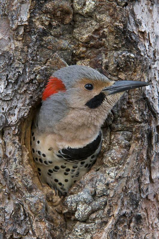 Michael Quinton Art Print featuring the photograph Northern Flicker In Nest Cavity Alaska by Michael Quinton