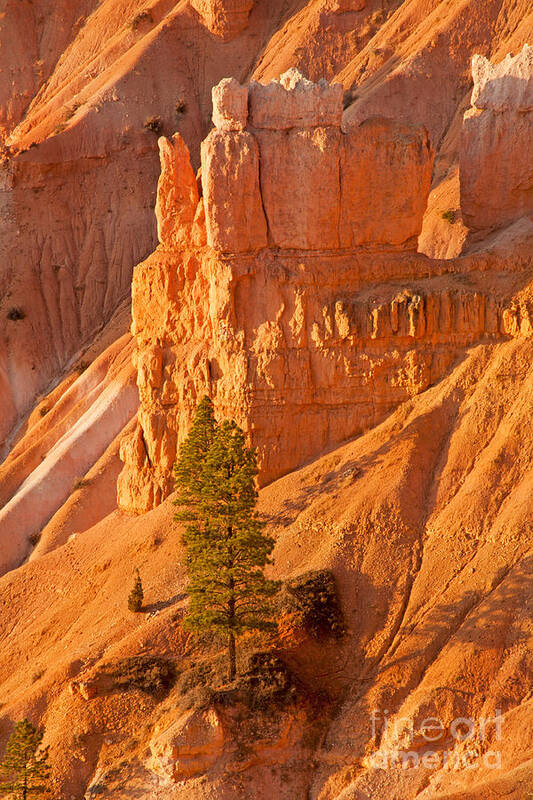Bryce Canyon Art Print featuring the photograph Sunrise at Sunset Point Bryce Canyon National Park #4 by Fred Stearns