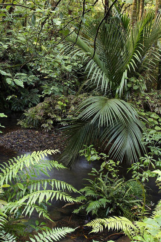 Tropics Art Print featuring the photograph Tropical forest #4 by Les Cunliffe