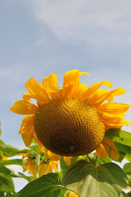 Agriculture Art Print featuring the photograph Sunflower #43 by Bonnie Sue Rauch