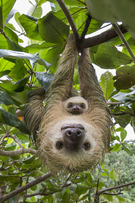 Mp Art Print featuring the photograph Hoffmanns Two-toed Sloth And Old Baby #8 by Suzi Eszterhas