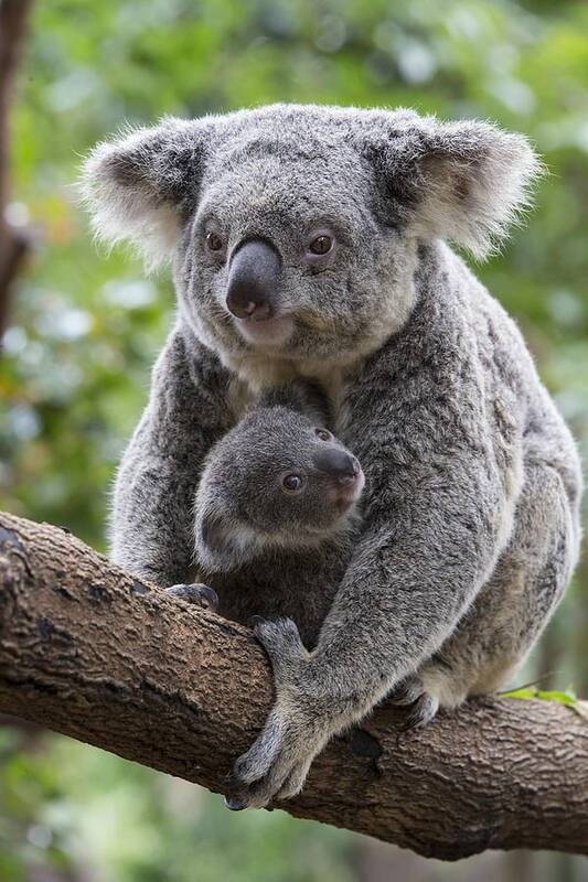 Feb0514 Art Print featuring the photograph Koala Mother And Joey Australia #5 by Suzi Eszterhas