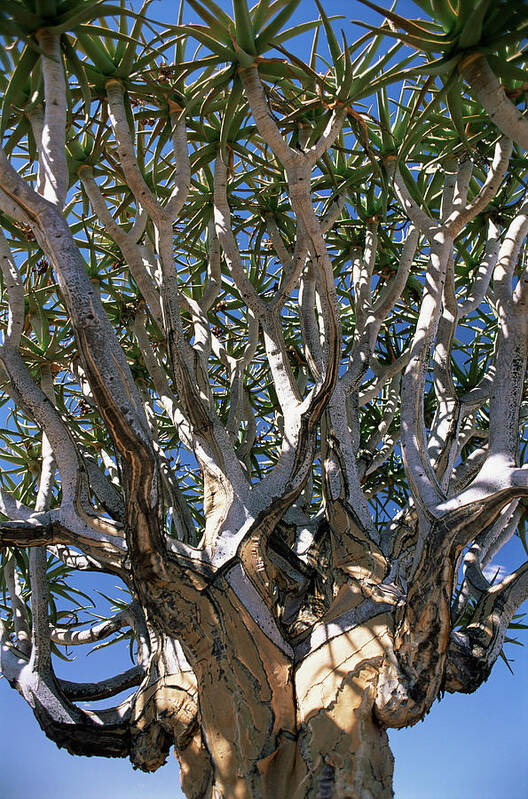 Quiver Tree Art Print featuring the photograph Quiver Tree (aloe Dichotoma) #5 by Sinclair Stammers/science Photo Library