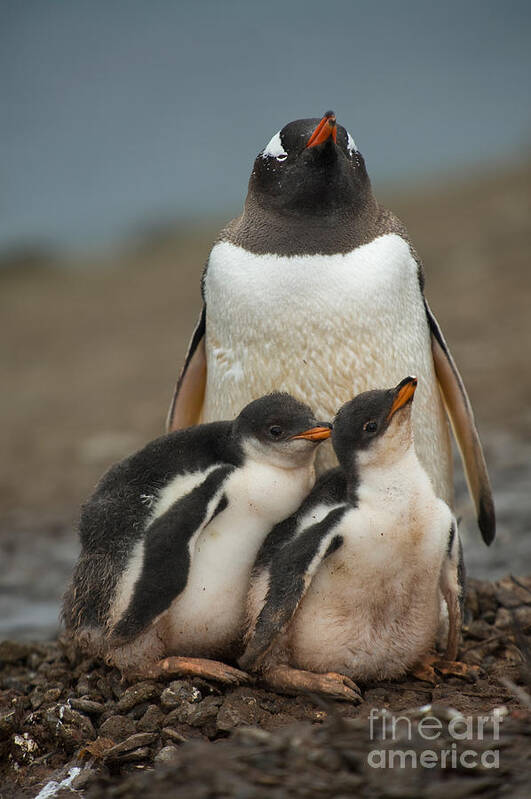 Penguin Art Print featuring the photograph Gentoo Penguin With Young #6 by John Shaw