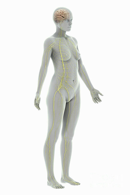3d Visualisation Art Print featuring the photograph The Nervous System Female #6 by Science Picture Co