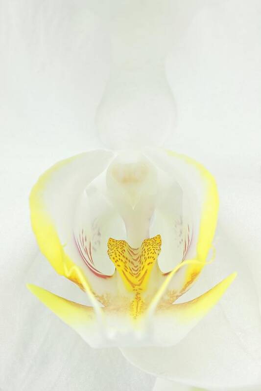 Orchid Art Print featuring the photograph White Orchid-3 by Rudy Umans