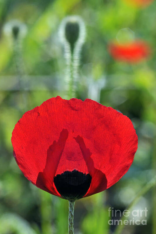 Poppy; Corn Poppy; Papaver Rhoeas; Red; Flower; Wild; Plant; Spring; Flowers; Photograph; Photography; Back Light; Back Lighting; Springtime; Season; Nature; Natural; Natural Environment; Natural World; Flora; Bloom; Blooming; Blossom; Blossoming; Color; Colour; Colorful; Colourful; Earth; Environment; Ecological; Ecology; Country; Landscape; Countryside; Scenery; Macro; Close-up; Detail; Details; Esthetic; Esthetics; Artistic; Beautiful; Beauty; Poppies Art Print featuring the photograph Poppy flower #5 by George Atsametakis