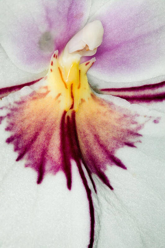 Orchid Art Print featuring the photograph Exotic Orchids of C Ribet #89 by C Ribet