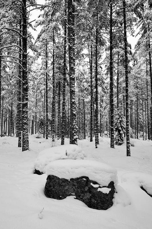 Finland Art Print featuring the photograph Pine forest winter #8 by Jouko Lehto