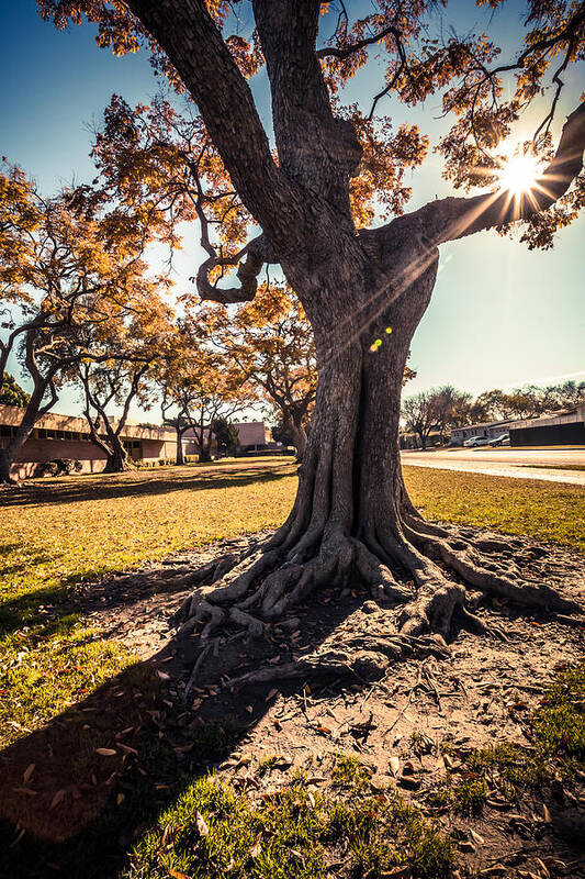 America Art Print featuring the photograph A big tree trunk of Long Beach in the autumn by Sviatlana Kandybovich