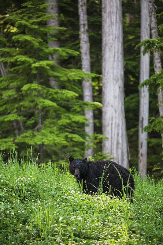 Cedar Tree Art Print featuring the photograph A Black Bear Ursus Americanus Feeding by Joel Koop / Design Pics