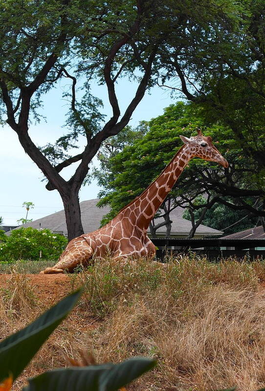 Giraffe Art Print featuring the photograph A Giraffe Rests in Honolulu by Michele Myers