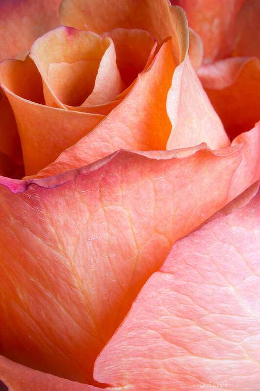 Macro Art Print featuring the photograph A Rose By Any Other Name by Heidi Smith