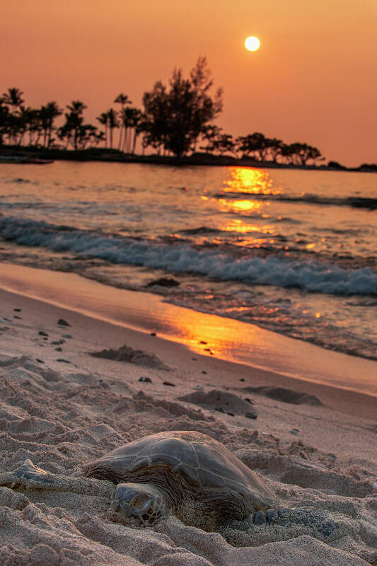 Big Island Art Print featuring the photograph A Sea Turtle Rests On The Beach by Carl Johnson