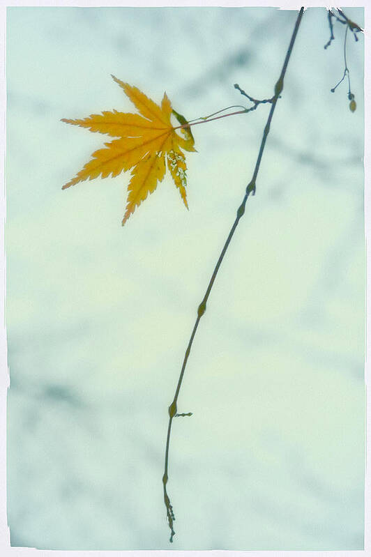Fall Art Print featuring the photograph A Single Leaf by Jonathan Nguyen