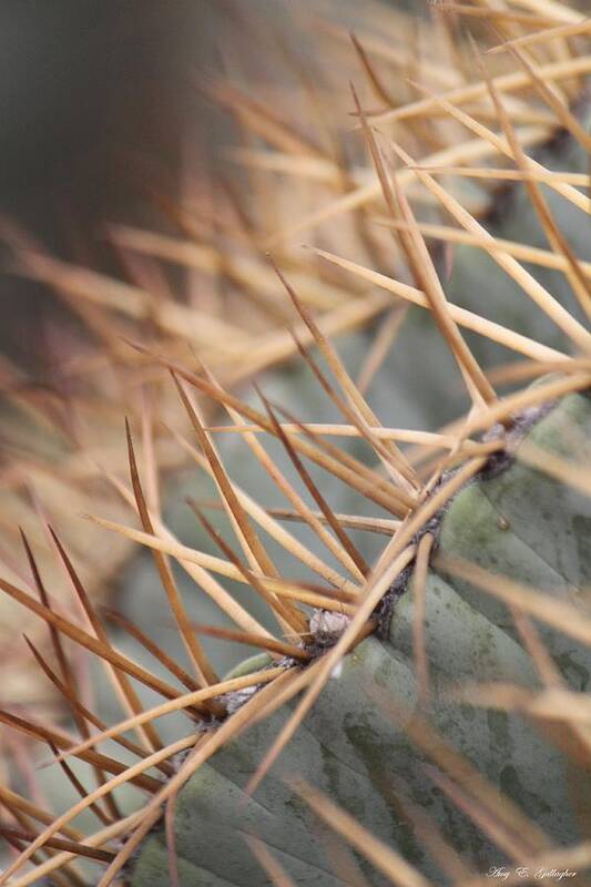 Cactus Art Print featuring the photograph A Spiny Situation by Amy Gallagher