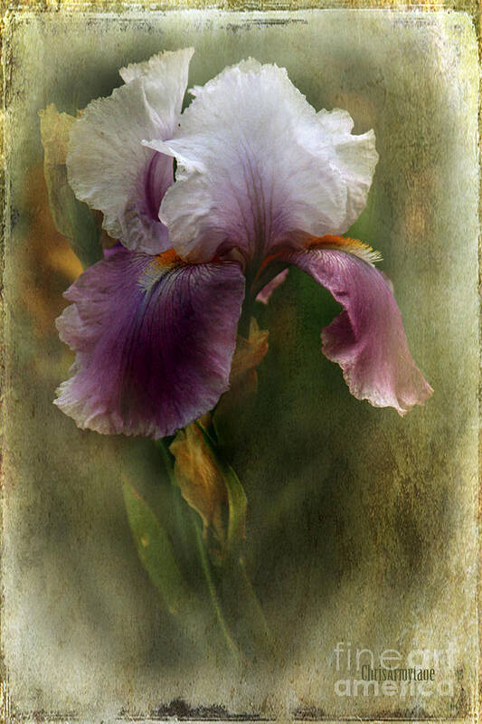 Iris Art Print featuring the photograph A thing of beauty ... by Chris Armytage