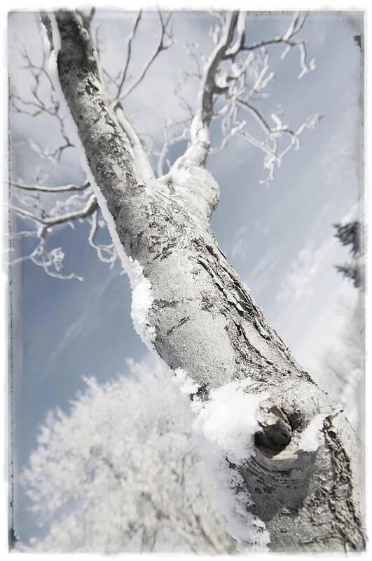 Bare Art Print featuring the photograph A Tree by Don Hammond
