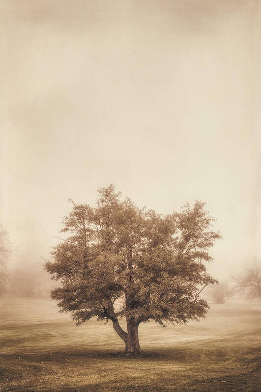 Tree Art Print featuring the photograph A Tree in the Fog by Scott Norris