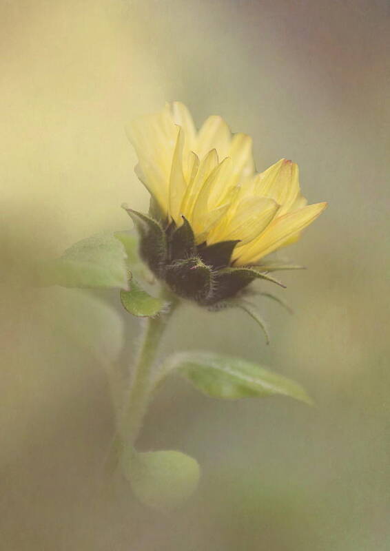 Sunflower Art Print featuring the photograph A Whisper of a Sunflower by Angie Vogel