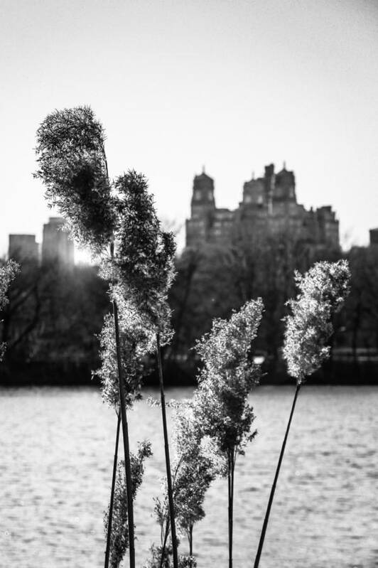 Central Park Art Print featuring the photograph Across the Reservoir by Jon Woodhams
