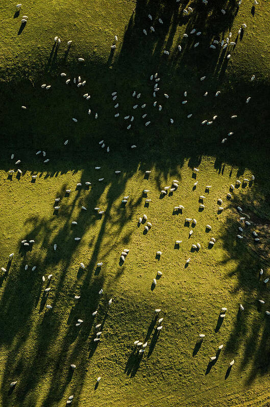 Grass Art Print featuring the photograph Aerial View Of Sheep Grazing by Jason Hosking