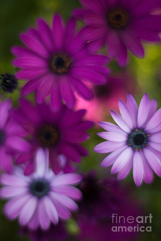 Flower Art Print featuring the photograph African Daisy Collage by Mike Reid